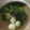 クック1FX93J☆'s cooksnap of when they made とろろ昆布が名脇役♪かぶの白だし煮.