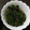 白幡紀子's cooksnap of when they made ほうれん草のごまあえ.