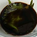 アローゼンママ's cooksnap of when they made 大葉《しそ》にんにく。保存.