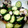 nishimo's cooksnap of when they made 和えるだけ！簡単タコきゅうり！.
