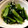 クックV4WJS0☆'s cooksnap of when they made 簡単☆小松菜のにんにく炒め.