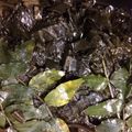 紗重桂's cooksnap of when they made フキの葉で作る佃煮だワン.
