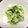 Marmo's cooksnap of when they made 白菜と春菊のナムル.