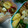4double5's cooksnap of when they made しらすとチーズの卵焼き.