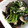鮎めし♀'s cooksnap of when they made ほうれん草とえのきのさっぱり和え.