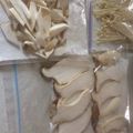 もきち☆'s cooksnap of when they made 冷凍ストック！きのこ類.