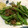 mittsu2's cooksnap of when they made 万願寺とうがらしのじゃこ炒め.
