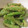 柊さくら's cooksnap of when they made 簡単いんげんの胡麻和え.