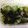 クックE886S3☆'s cooksnap of when they made わかめときゅうりの酢の物.