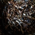 ふぁんたにゃん's cooksnap of when they made すぐ出来る！出汁をとった後の煮干しの佃煮.