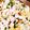 クックSDA4Z7☆'s cooksnap of when they made 鶏ささみと蓮根とミックスビーンズのサラダ.