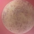 ma___111's cooksnap of when they made コンビーフとじゃがいものケークサレ.