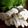 クックB1C4VF☆'s cooksnap of when they made 簡単！鶏むね肉で鶏ハム.