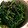 あさここなっつ's cooksnap of when they made ほうれん草胡麻和え.