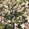 卵せんべい's cooksnap of when they made 大根葉のそぼろふりかけ.