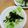 ぷううさぎ's cooksnap of when they made レタス消費！やみつき！ごまレタス.