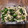 ＊はみ＊'s cooksnap of when they made ピーマンとエノキの塩昆布炒め.