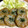 びもぴー's cooksnap of when they made れんこん100% れんこんのおとし焼き.