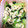 ランラン6456's cooksnap of when they made 小松菜と油揚げの煮びたし.