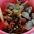 クックBNQ5PD☆'s cooksnap of when they made 砂肝とにらのキムチ炒め.