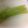 さくら11's cooksnap of when they made 超簡単＊ふき下処理＊葉っぱも一緒に.