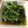 マイレーン's cooksnap of when they made レンジで☆ほうれん草のおひたし.
