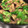 Toshiecook's cooksnap of when they made 夏の鉄板☆ナスとピーマンの挽肉炒め.