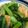柊さくら's cooksnap of when they made 5分でできる。簡単小松菜と厚揚げの煮物.