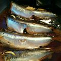 おうちゃん母さん's cooksnap of when they made 簡単＊圧力鍋で鰯の生姜煮(梅煮).