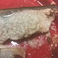森川うぱ's cooksnap of when they made 高級西京漬けの味を再現！秋鮭の塩麹蒸し★.