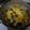 まほじょ's cooksnap of when they made 鮭の長芋ソースグラタン.