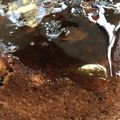 クックBWYZNT☆'s cooksnap of when they made 炊飯器で簡単！抹茶ココアパウンドケーキ♡.