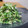 ダイナマイト漆黒's cooksnap of when they made 簡単サラダ！春菊とツナのわさびマヨ和え.