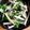 salty☆'s cooksnap of when they made 大根サラダ.