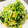 chiecocoa's cooksnap of when they made 簡単！小松菜＆卵のにんにく炒め♡.