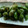 moko☆cocoa's cooksnap of when they made ごま香る♬枝豆炒め.