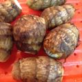 クック0ZH0A0☆'s cooksnap of when they made ＊ルクエを活用！里芋の皮むき＊.