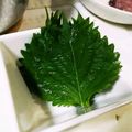 o^o^oayuayu's cooksnap of when they made 大葉(しそ)保存♪長持ち1ヶ月経過.