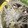 クックGFY8CA☆'s cooksnap of when they made いしもち(白身魚）の中華蒸し風.