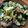 クックVOY1Q3☆'s cooksnap of when they made 簡単✧ズッキーニとアボカドのコロコロ！！.