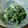 Μαｉ's cooksnap of when they made ほうれん草のクリームチーズ和え.