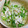 まぁちゃん２'s cooksnap of when they made 空心菜の新芽とささみのナムル.