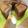 ★ゆぅたんママ★'s cooksnap of when they made 2層♪カプチーノ＊シフォンケーキ.