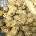 明日も晴れ's cooksnap of when they made 生落花生の茹で方.