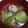 りじなちゃん's cooksnap of when they made 《肉団子と白菜のスープ》.
