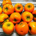 ＊れいぴん＊'s cooksnap of when they made 渋柿の渋抜き.