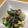 トラママ's cooksnap of when they made 胡瓜ときくらげの梅和え.