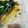 yijing's cooksnap of when they made ツナと卵のそぼろご飯.