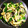 キッチンしょこモン♪'s cooksnap of when they made ピーマンと油揚げと塩昆布の炒め物.