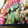 kumikko♪'s cooksnap of when they made 簡単！さやいんげんの胡麻和え(下処理~).